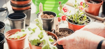 Moestuinerfgoed en personen met dementie